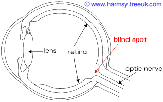Human eye showing location of blind spot